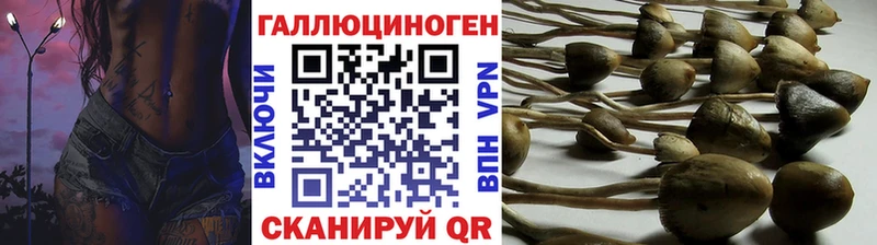 Купить  Славянск-на-Кубани  Галлюциногенные грибы Psilocybe 